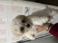 Sıfır numara maltese terrier