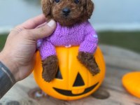 SAFKAN ORJİNAL KORE KURABİYE POODLE