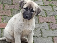 Son iki yavru köpeğimiz kalmıştır isterseniz bir önceki