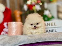 POMERANİAN BOO YAVRULAR
