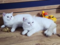 British shorthair saf kan şampiyon aile yavruları