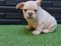 Egzotik renk french bulldog bebeklerimiz