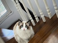 DÜNYALAR YAKIŞIKLISI PRENSİME RAGDOLL EŞ ARIYORUM