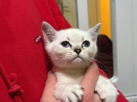 British Shorthair Bluepoint
