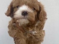 Maltipoo kalite yavrular ırk sağlık garantili