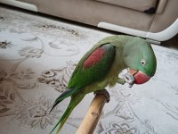 Mükemmel bir Alexander papağanımız teslimi hazır