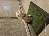 1 yaşında dişi toy poodle
