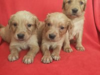 Kaliteli Golden Retriever Yavrularimiz