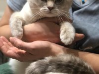 Bluepoint Erkek Scottish Fold