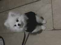 5 aylık pomeranian aşısı yapıldı kimliği var çiği takıldı