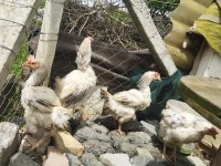 Köy horozu tavuklar yumurtlar durumda