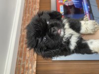 60 günlük pekinez köpekler