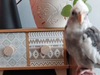 Erkek dişi 1 yaşında eş sultan papağanlar çift