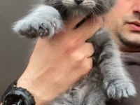 XxxL Maine Coon Erkek Yavrular (yurt dışı şecereli dereceli)