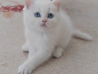 British Shorthair Kedisi Beyaz