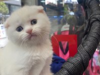 British shorthair yavru kedimiz
