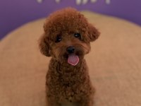 YAKIŞIKLI TOY POODLE EŞ ARIYOR