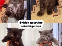 2 AYLIK BRİTİSH GÜZELLİKLER