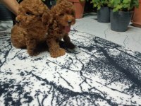 Dark brown toy poodle yavrular