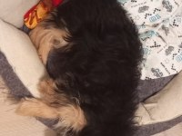 Yorkshire Terrier Oğlumuz Max
