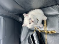 Safkan dişi british shorthair yavrumuz