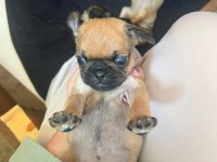 Pug Yavrular 7 Tane