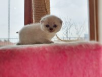 Scottish Fold Dişi Kedimiz