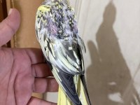 44 GÜNLÜK HARİKA SULTAN PAPAĞANI BEBEK