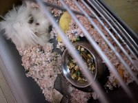 Guinea pig
