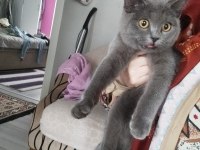 British shorthair 5 aylık sahiplendirme