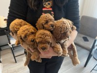 EVİMİZİN KIVIRCIK POODLE BEBEKLERİ