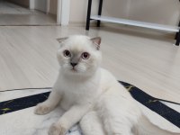 Veteriner kontrollü Aşısı tam