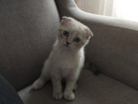 Üç aylık scottish fold miniğimize kalıcı yuva