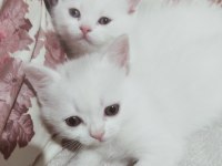 Kalite british shorthair yavrular