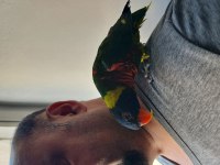Lori papağanı daha 1 yaşında