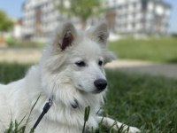 Japon spitz kalıcı yuva