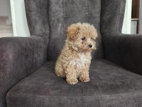 Maltipoo yavruları