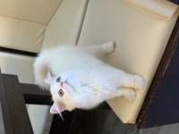 GÜZELLER GÜZELİ İRAN KEDİMİZ YENİ YUVASINI BEKLİYOR