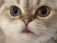 Scottish fold kedimiz