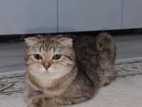 Ücretsiz scottish fold