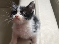 Oyun delisi minik tombik bebek kedimiz