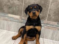Ev ve bahçeniz için rottweiler kapıda ödeme mevcuttur