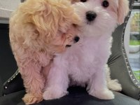Renk Renk Maltipoo Bebekler