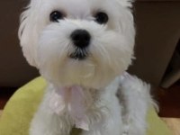 0 NUMARA KORE MALTESE