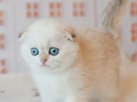 Yılbaşı Hediyeniz Silver Scottish Fold
