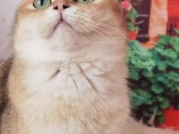 British Longhair ve Shorthair yavrular