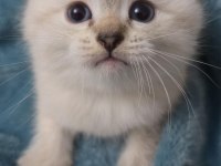 KEDİME YENİ BİR AİLE ARIYORUM
