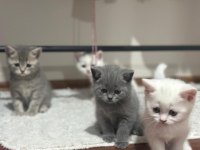 British shorthair beyaz İyi bir aileye vermek istiyoruz