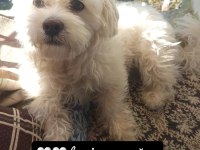 Ücretsiz sahiplendirme köpeğimiz