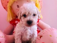 Orijinal Maltipoo Yavru